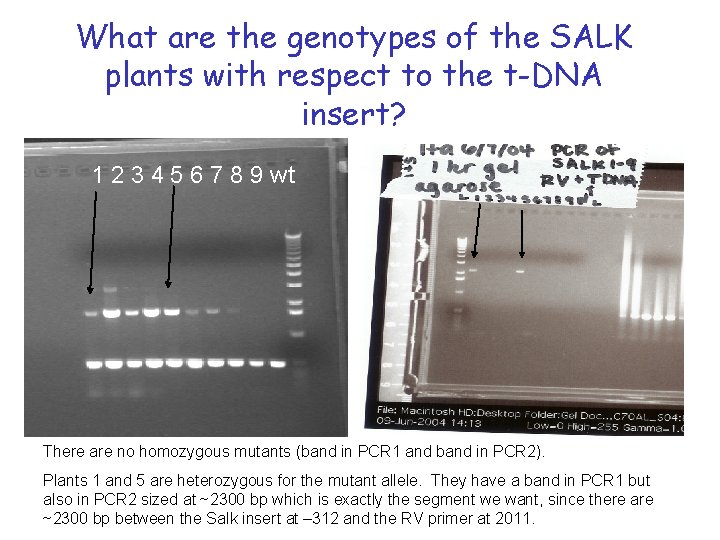What are the genotypes of the SALK plants with respect to the t-DNA insert?