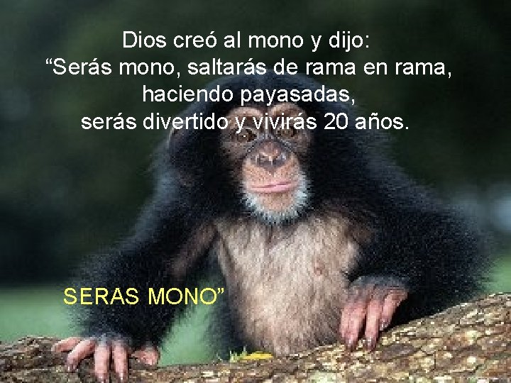 Dios creó al mono y dijo: “Serás mono, saltarás de rama en rama, haciendo Dios creó al mono y dijo: “Serás mono, saltarás de rama en rama, haciendo