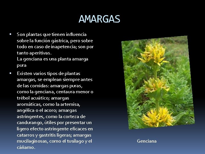 AMARGAS Son plantas que tienen influencia sobre la función gástrica, pero sobre todo en
