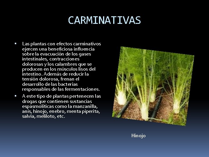 CARMINATIVAS Las plantas con efectos carminativos ejercen una beneficiosa influencia sobre la evacuación de