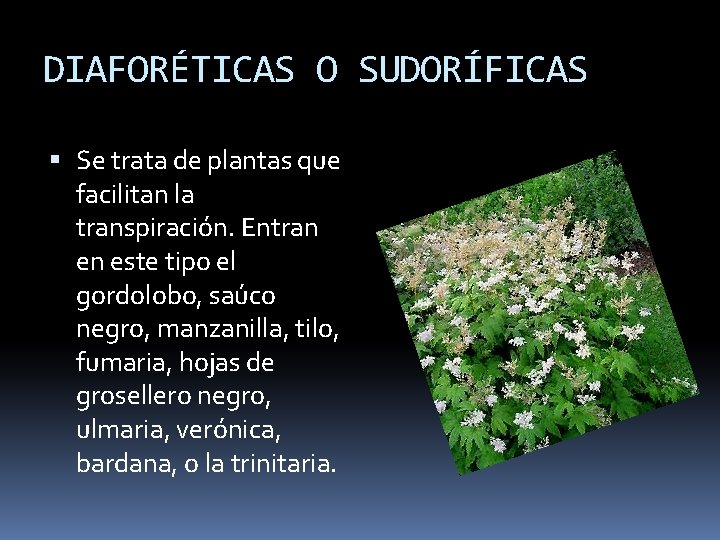 DIAFORÉTICAS O SUDORÍFICAS Se trata de plantas que facilitan la transpiración. Entran en este