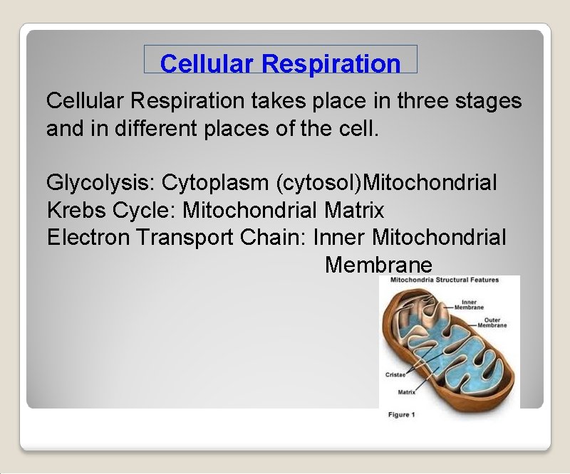 Cellular Respiration takes place in three stages and in different places of the cell.