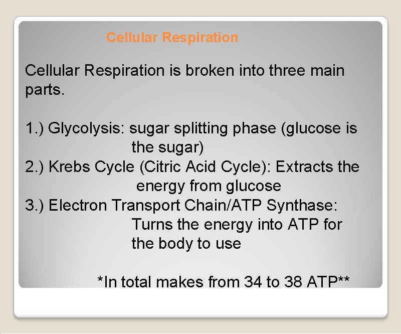 Cellular Respiration is broken into three main parts. 1. ) Glycolysis: sugar splitting phase