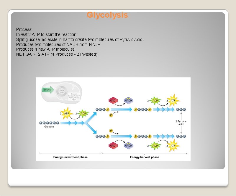 Glycolysis Process: Invest 2 ATP to start the reaction Split glucose molecule in half