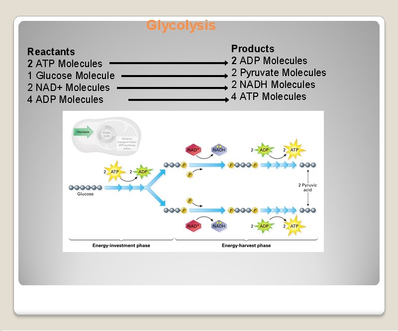 Glycolysis Reactants 2 ATP Molecules 1 Glucose Molecule 2 NAD+ Molecules 4 ADP Molecules