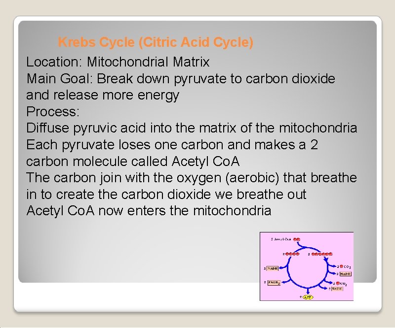 Krebs Cycle (Citric Acid Cycle) Location: Mitochondrial Matrix Main Goal: Break down pyruvate to