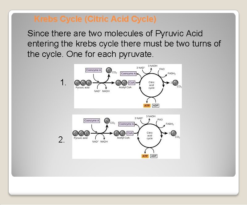 Krebs Cycle (Citric Acid Cycle) Since there are two molecules of Pyruvic Acid entering