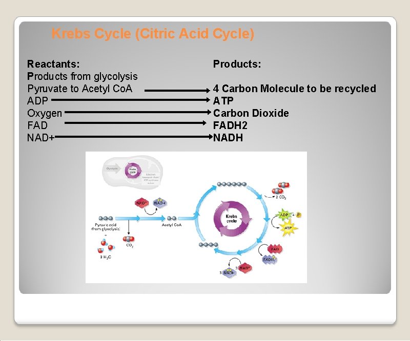 Krebs Cycle (Citric Acid Cycle) Reactants: Products from glycolysis Pyruvate to Acetyl Co. A