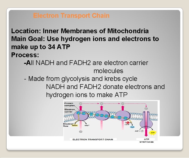 Electron Transport Chain Location: Inner Membranes of Mitochondria Main Goal: Use hydrogen ions and