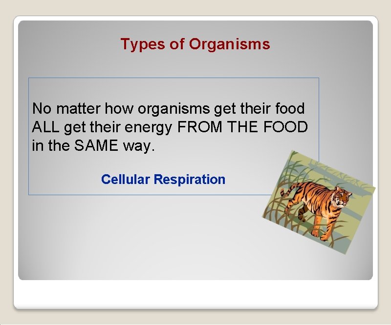 Types of Organisms No matter how organisms get their food ALL get their energy