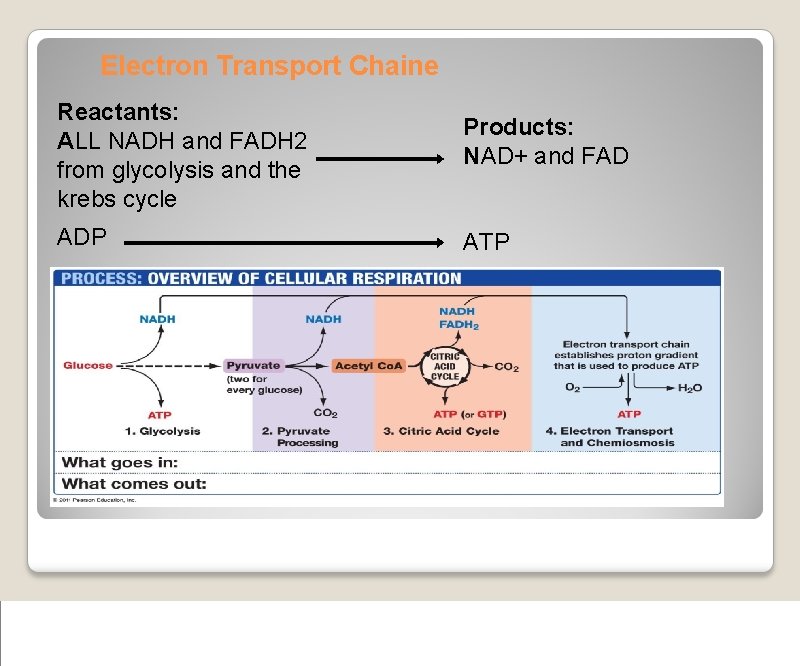 Electron Transport Chaine Reactants: ALL NADH and FADH 2 from glycolysis and the krebs