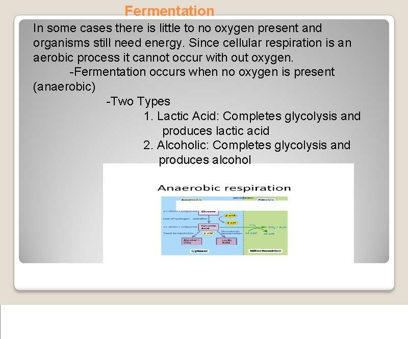 Fermentation In some cases there is little to no oxygen present and organisms still