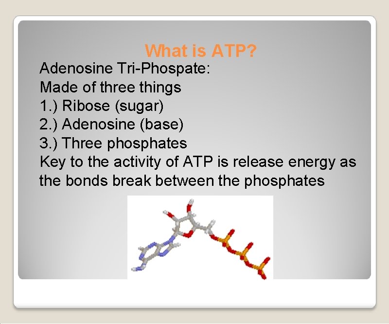 What is ATP? Adenosine Tri-Phospate: Made of three things 1. ) Ribose (sugar) 2.