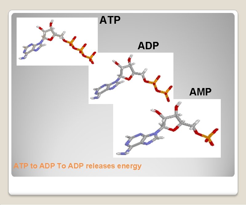 ATP ADP AMP ATP to ADP To ADP releases energy 