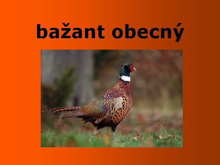 bažant obecný 