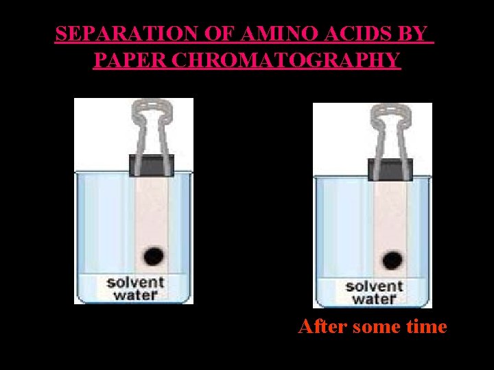 SEPARATION OF AMINO ACIDS BY PAPER CHROMATOGRAPHY After some time 
