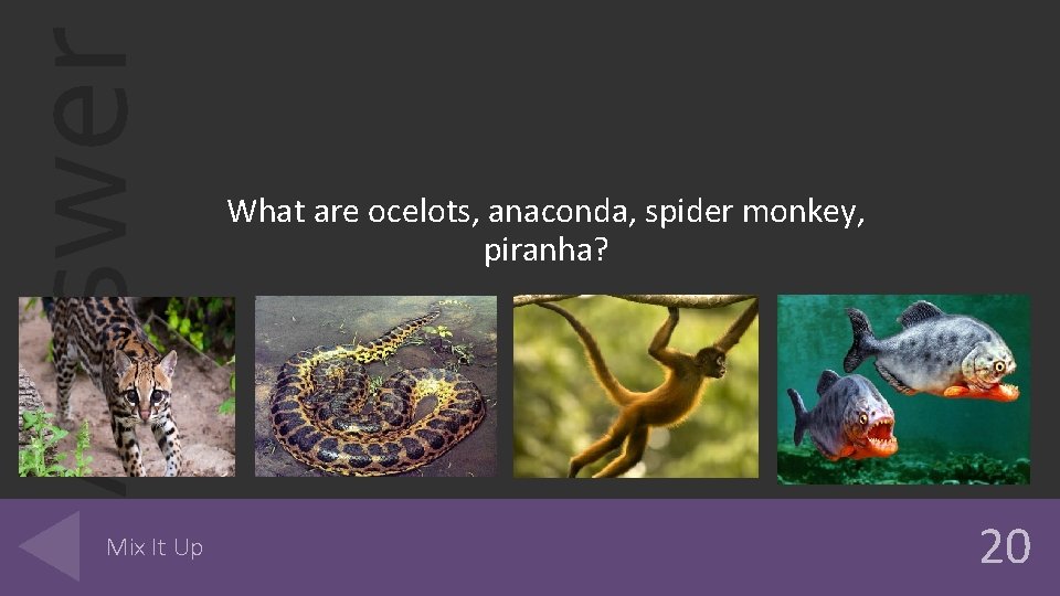 Answer Mix It Up What are ocelots, anaconda, spider monkey, piranha? 20 