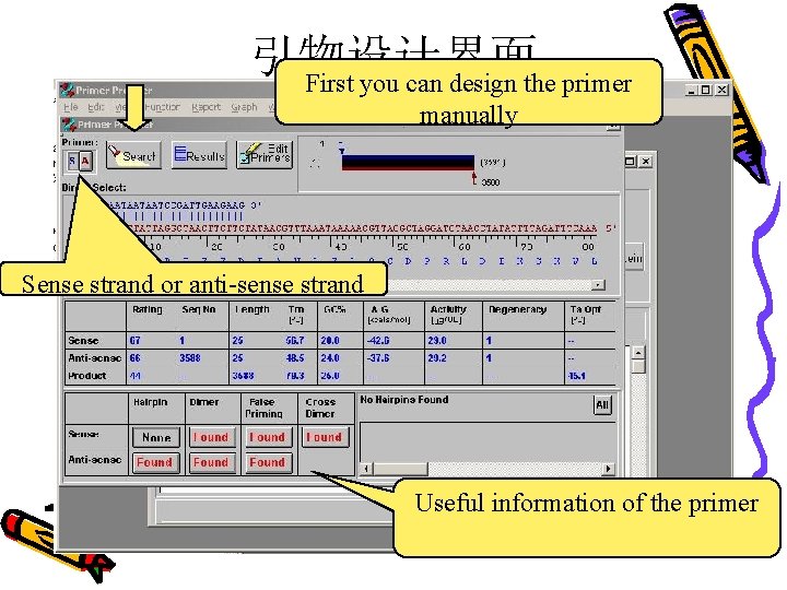 引物设计界面 First you can design the primer manually Sense strand or anti-sense strand Useful
