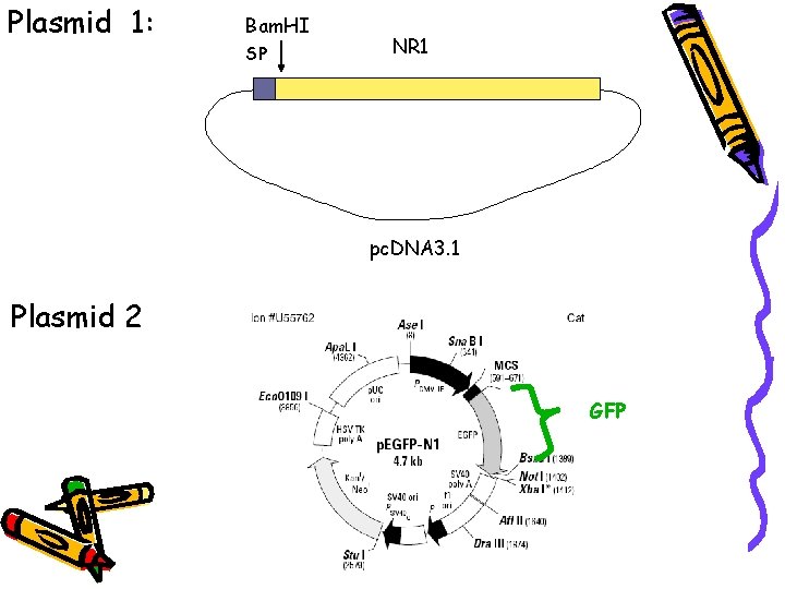 Plasmid 1: Bam. HI SP NR 1 pc. DNA 3. 1 Plasmid 2 GFP