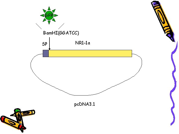 GFP Bam. HI(GGATCC) SP NR 1 -1 a pc. DNA 3. 1 