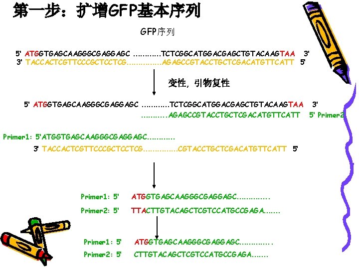 第一步：扩增GFP基本序列 GFP序列 5’ ATGGTGAGCAAGGGCGAGGAGC …………TCTCGGCATGGACGAGCTGTACAAGTAA 3’ 3’ TACCACTCGTTCCCGCTCCTCG……………AGAGCCGTACCTGCTCGACATGTTCATT 5’ 变性, 引物复性 5’ ATGGTGAGCAAGGGCGAGGAGC …………TCTCGGCATGGACGAGCTGTACAAGTAA
