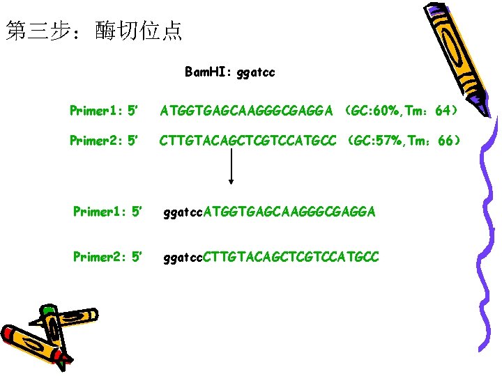 第三步：酶切位点 Bam. HI: ggatcc Primer 1: 5’ ATGGTGAGCAAGGGCGAGGA （GC: 60%, Tm： 64） Primer 2: