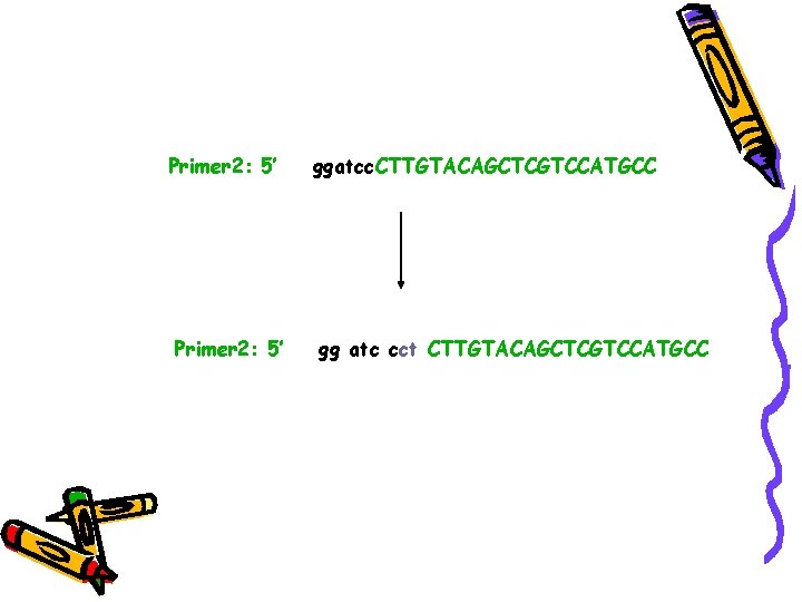 Primer 2: 5’ ggatcc. CTTGTACAGCTCGTCCATGCC gg atc cct CTTGTACAGCTCGTCCATGCC 