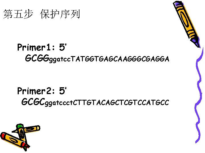 第五步 保护序列 Primer 1: 5’ GCGGggatcc. TATGGTGAGCAAGGGCGAGGA Primer 2: 5’ GCGCggatccct. CTTGTACAGCTCGTCCATGCC 