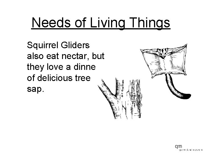 Needs of Living Things Squirrel Gliders also eat nectar, but they love a dinner