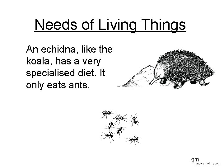 Needs of Living Things An echidna, like the koala, has a very specialised diet.