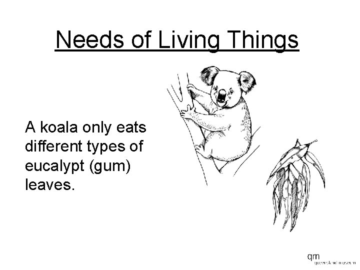 Needs of Living Things A koala only eats different types of eucalypt (gum) leaves.