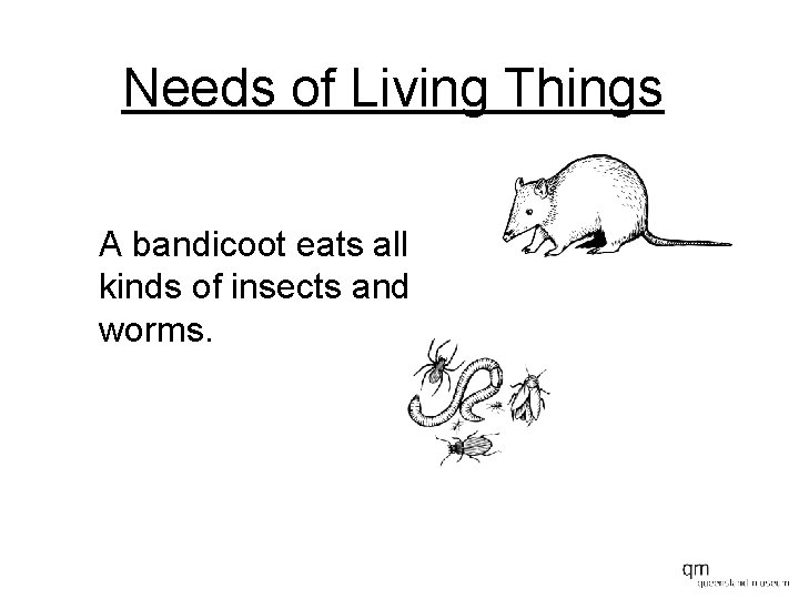 Needs of Living Things A bandicoot eats all kinds of insects and worms. 