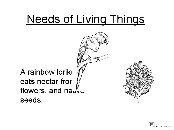 Needs of Living Things A rainbow lorikeet eats nectar from flowers, and native seeds.