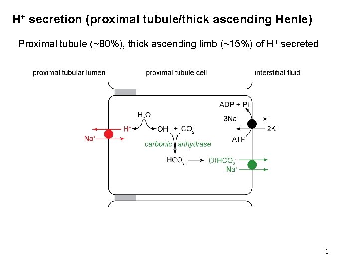 H+ secretion (proximal tubule/thick ascending Henle) Proximal tubule (~80%), thick ascending limb (~15%) of