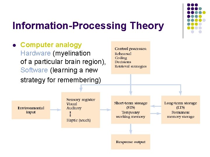 Information-Processing Theory l Computer analogy Hardware (myelination of a particular brain region), Software (learning