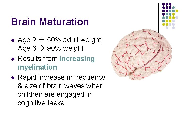 Brain Maturation l l l Age 2 50% adult weight; Age 6 90% weight