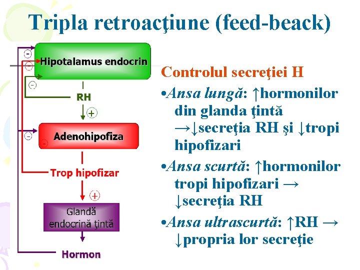 Tripla retroacţiune (feed-beack) Controlul secreţiei H • Ansa lungă: ↑hormonilor din glanda ţintă →↓secreţia