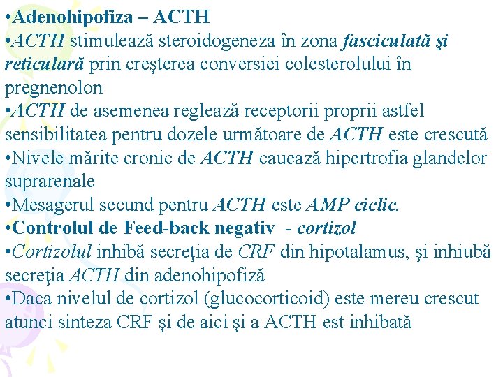  • Adenohipofiza – ACTH • ACTH stimulează steroidogeneza în zona fasciculată şi reticulară