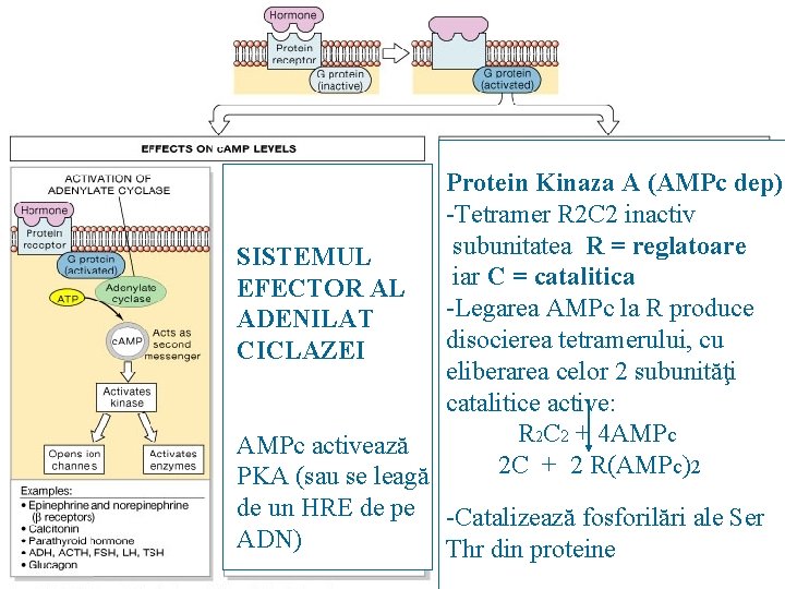 Protein Kinaza A (AMPc dep) -Tetramer R 2 C 2 inactiv subunitatea R =