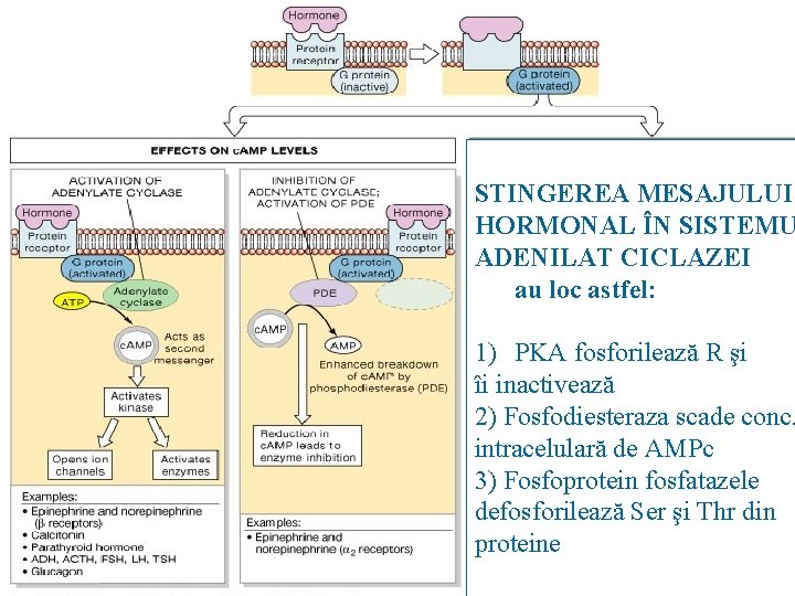 STINGEREA MESAJULUI HORMONAL ÎN SISTEMU ADENILAT CICLAZEI au loc astfel: 1) PKA fosforilează R