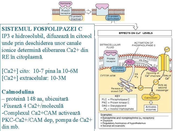 SISTEMUL FOSFOLIPAZEI C IP 3 e hidrosolubil, difuzează în citosol unde prin deschiderea unor
