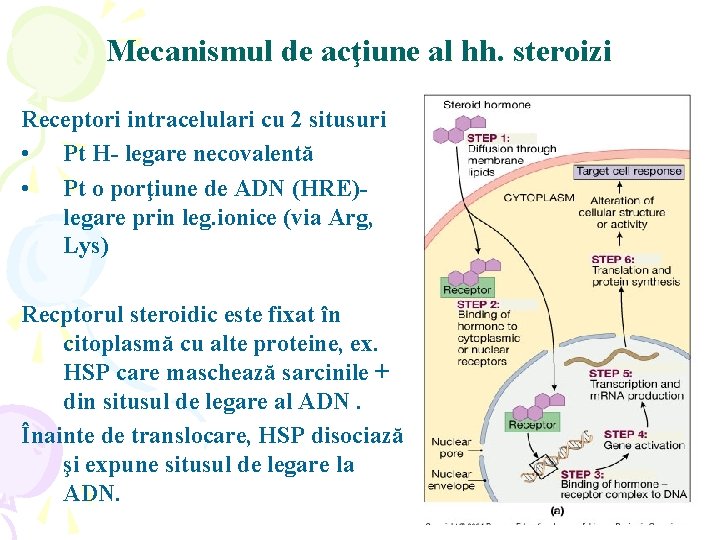 Mecanismul de acţiune al hh. steroizi Receptori intracelulari cu 2 situsuri • Pt H-