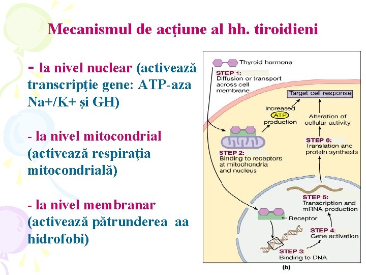 Mecanismul de acţiune al hh. tiroidieni - la nivel nuclear (activează transcripţie gene: ATP-aza