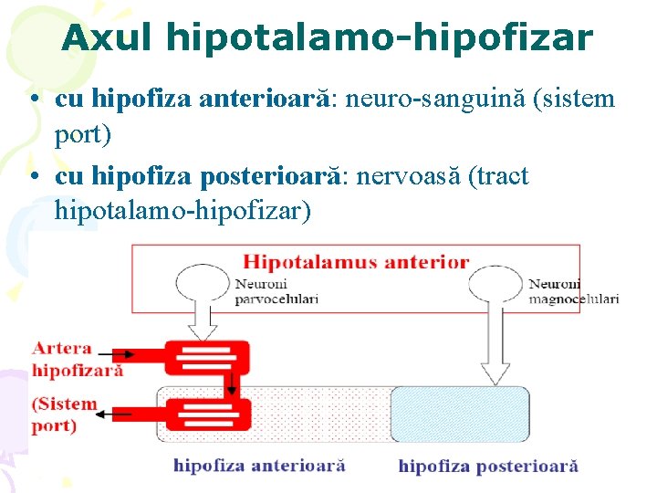 Axul hipotalamo-hipofizar • cu hipofiza anterioară: neuro-sanguină (sistem port) • cu hipofiza posterioară: nervoasă