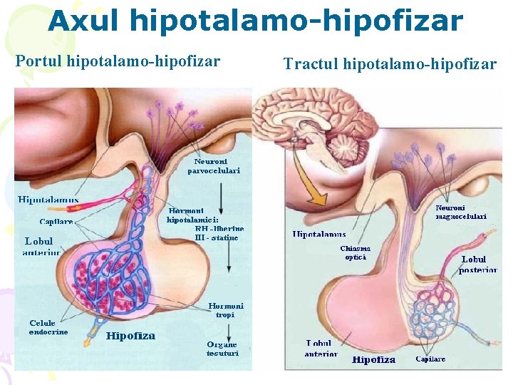 Axul hipotalamo-hipofizar Portul hipotalamo-hipofizar Tractul hipotalamo-hipofizar 