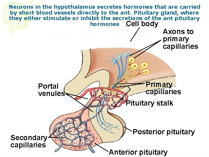 Neurons in the hypothalamus secretes hormones that are carried by short blood vessels directly