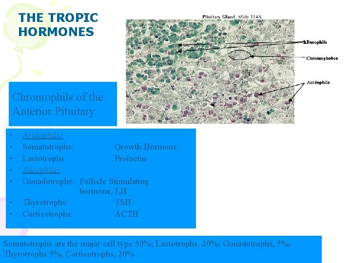 THE TROPIC HORMONES Chromophils of the Anterior Pituitary • • Acidophils: Somatotrophs: Growth Hormone