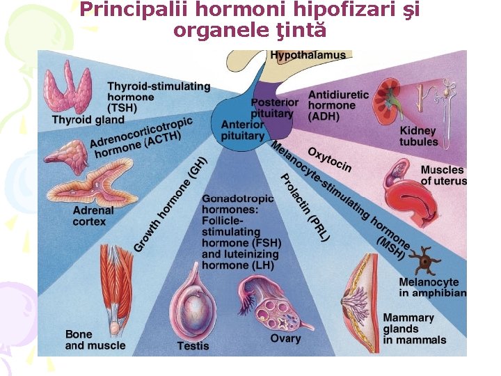 Principalii hormoni hipofizari şi organele ţintă 