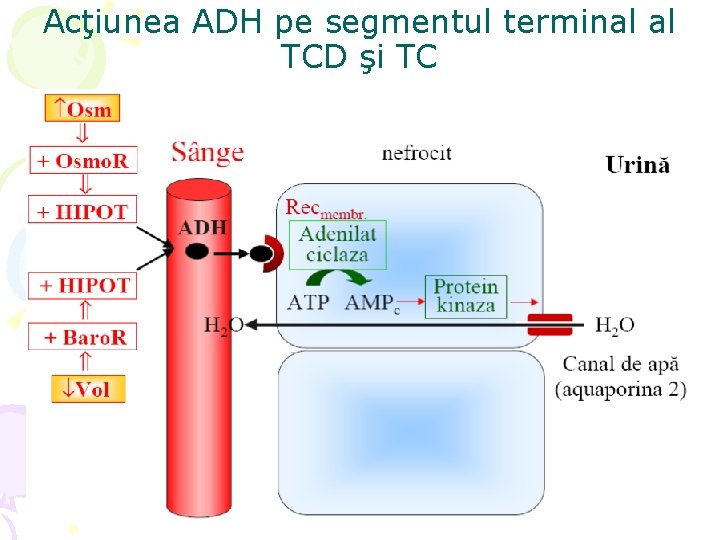 Acţiunea ADH pe segmentul terminal al TCD şi TC 