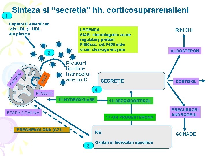 1 Sinteza si “secreţia” hh. corticosuprarenalieni Captare C esterificat din LDL şi HDL din